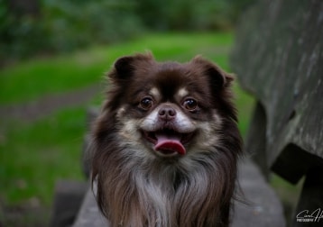 Benji