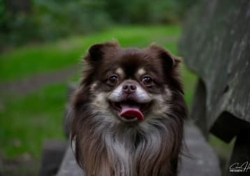 Benji