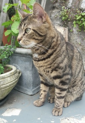 image-11