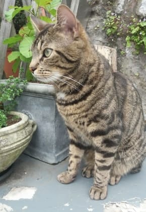 image-11