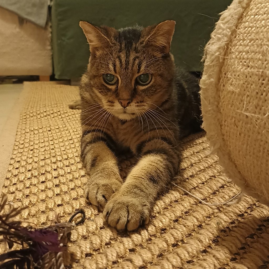 Papou