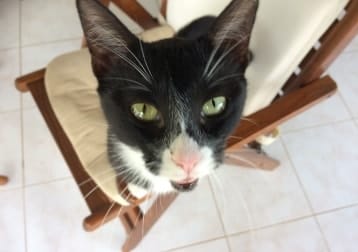 Suki