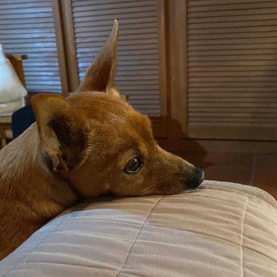 Palù