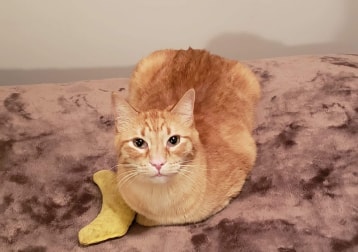 Milo