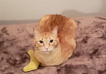 Milo