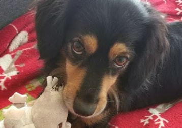 Toto