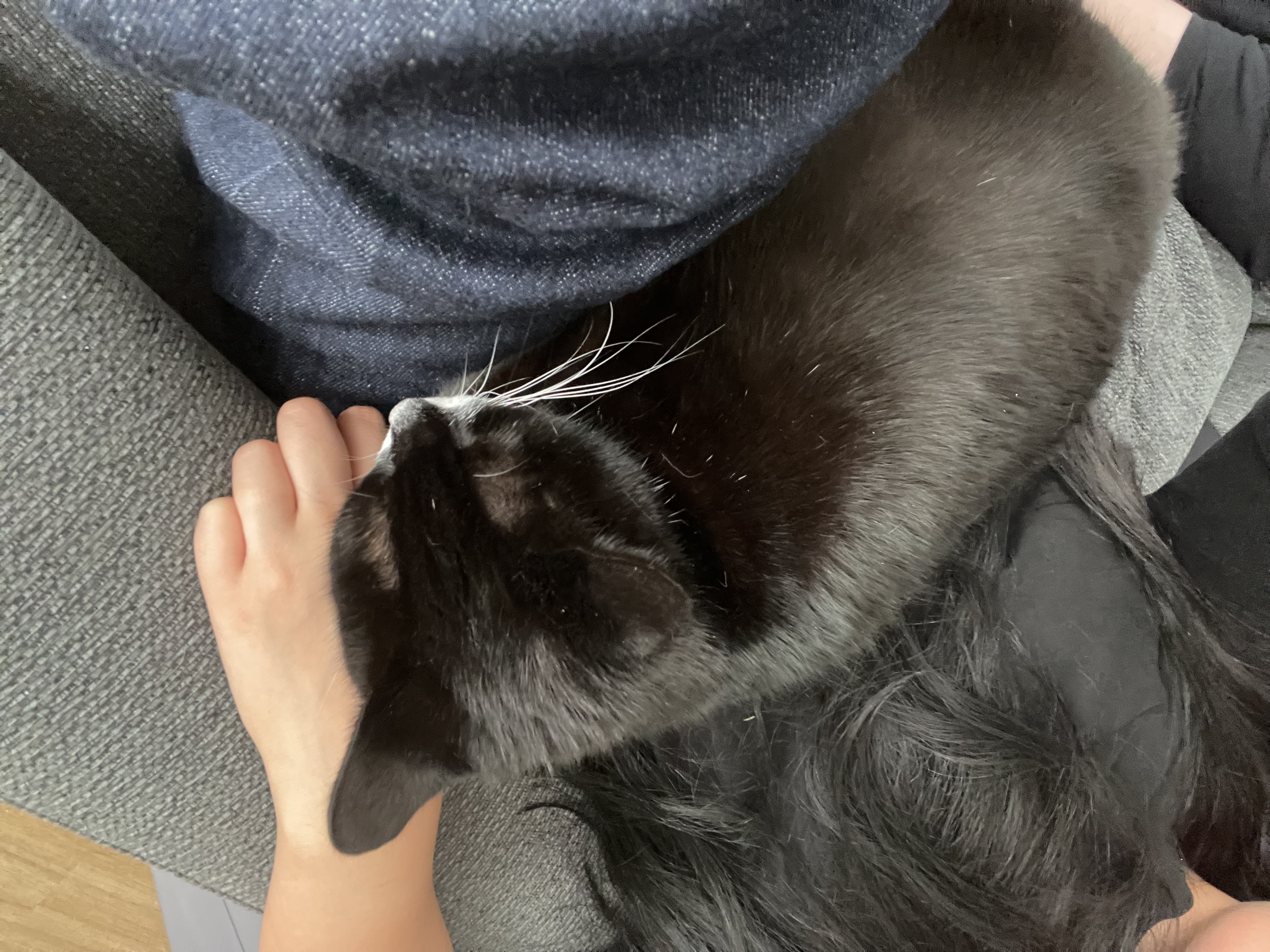 image-7