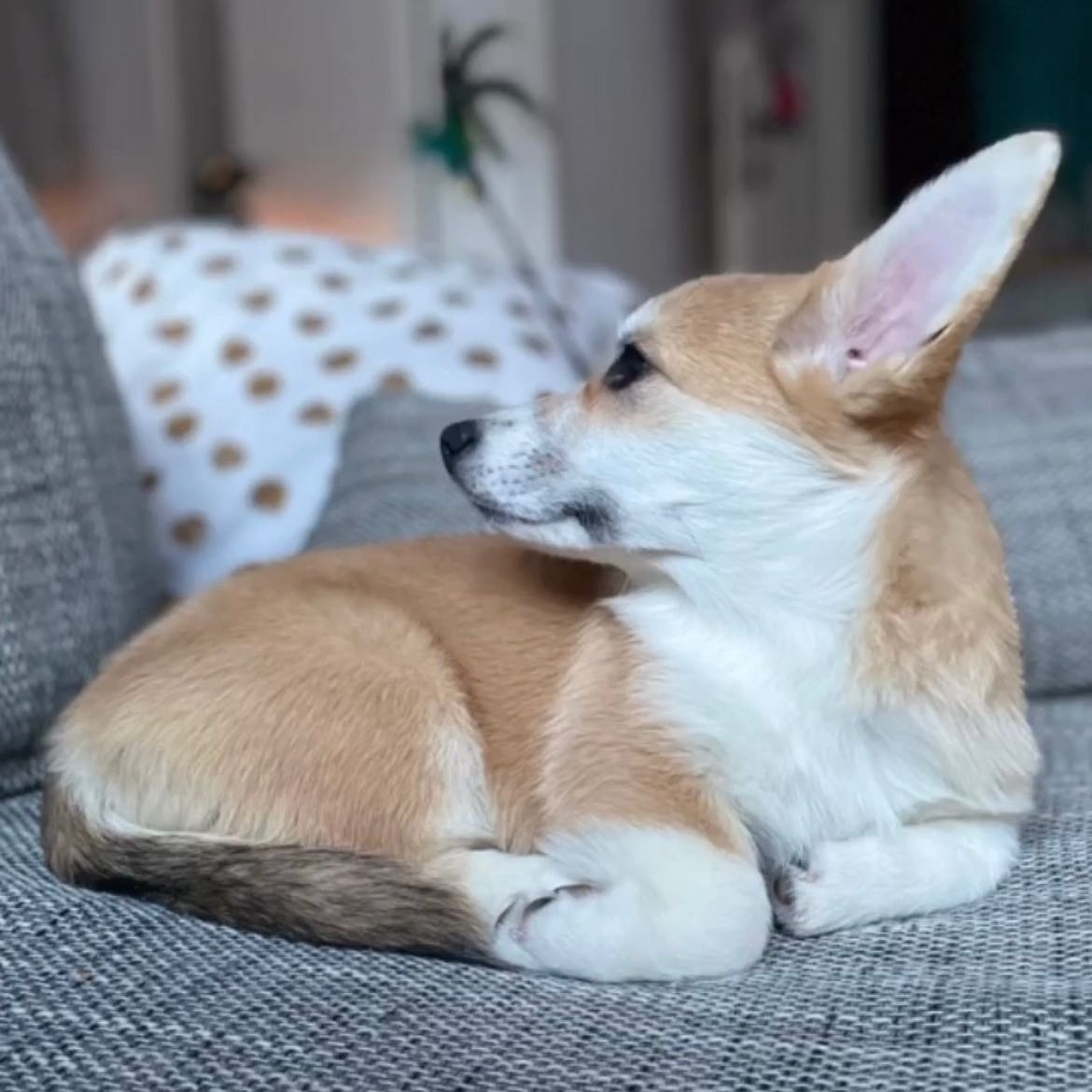 Elizabeth Charlotte the first 