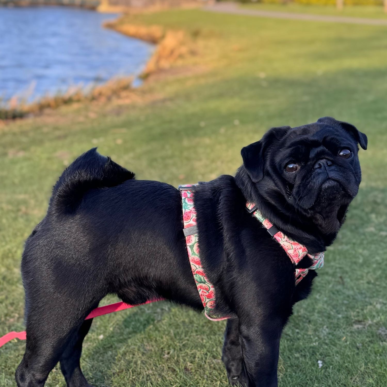 Hugo