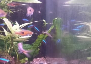 Cute Little Fish And Crazy Shrimps