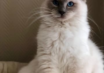 Izzy