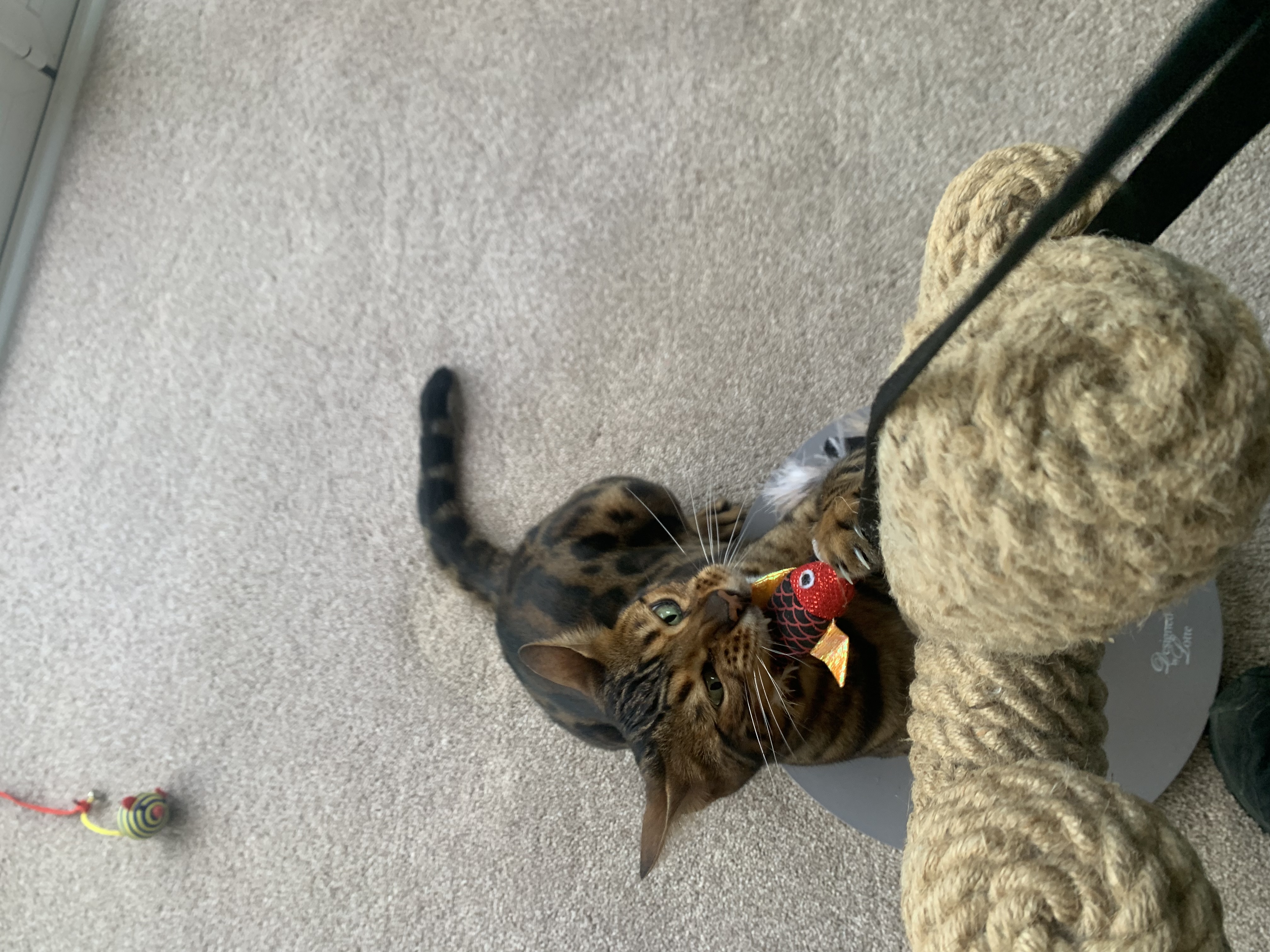 image-8