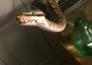 George