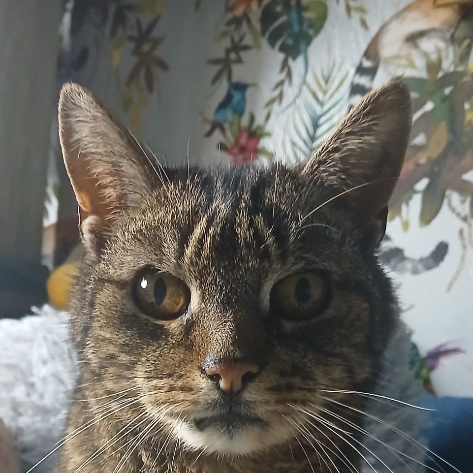 Dylan 