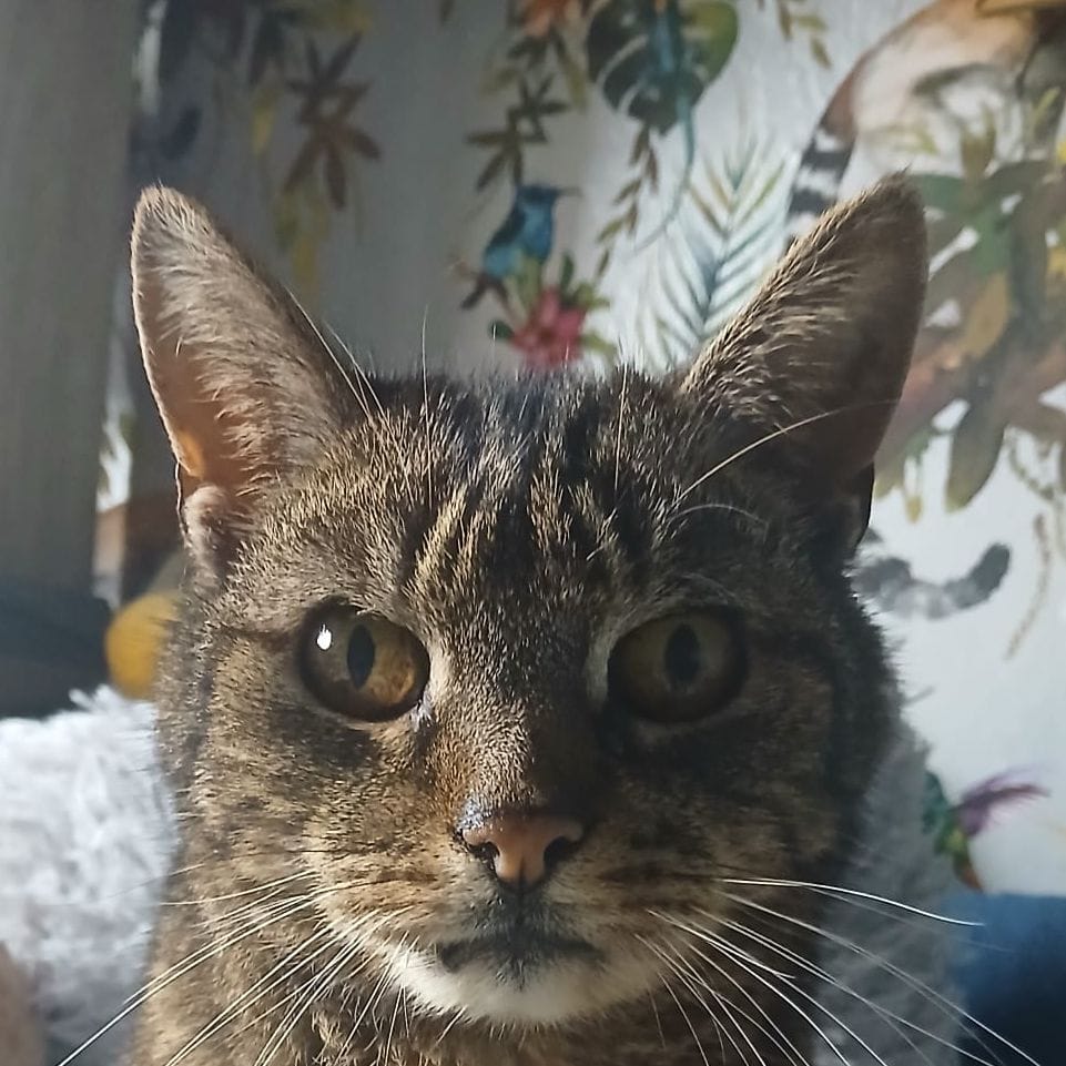 Dylan