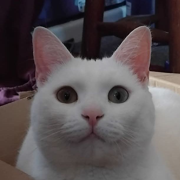 Duchess