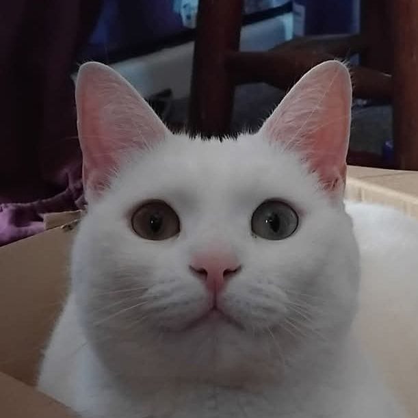 Duchess