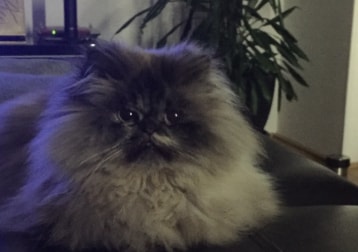 Mausi