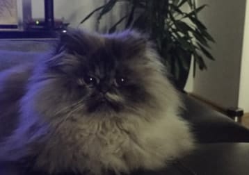 Mausi