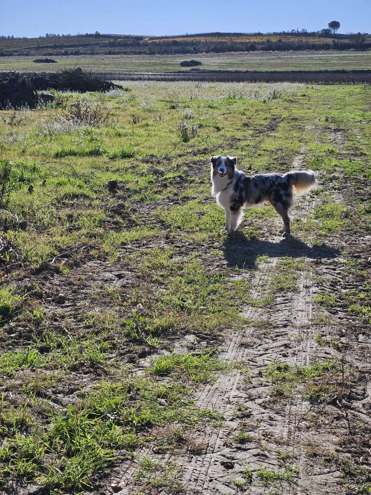 image-7