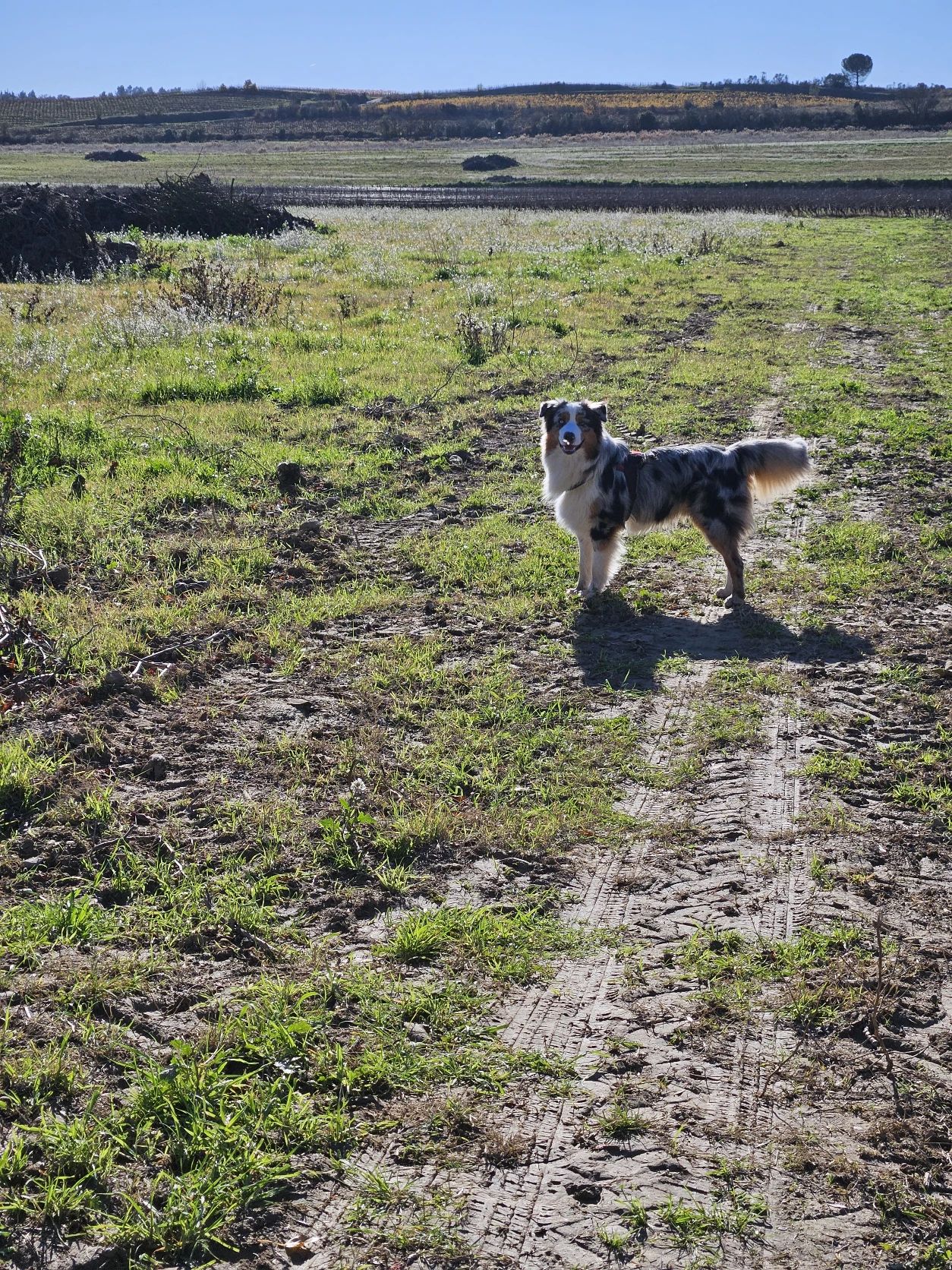 image-7