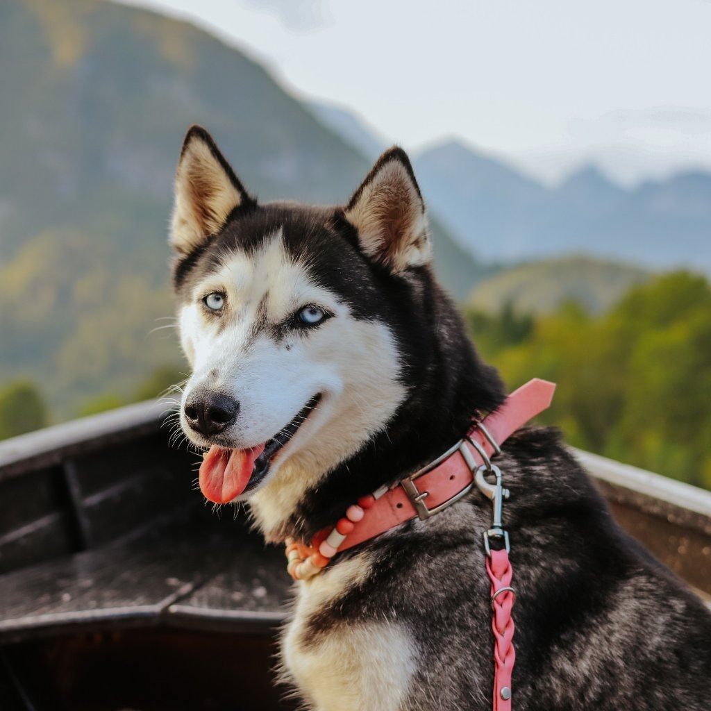 Lumi