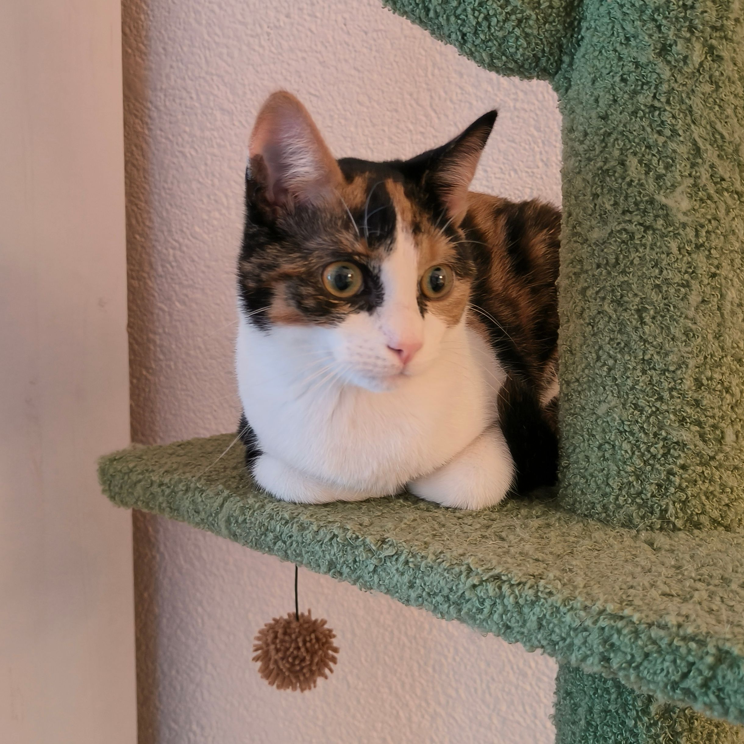 Pip