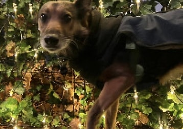 Gambija (gambi, For Friends)