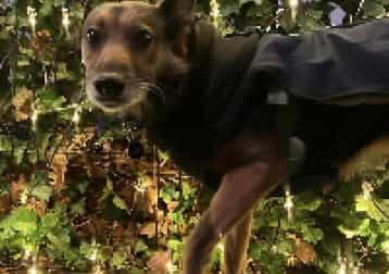 Gambija (gambi, For Friends)