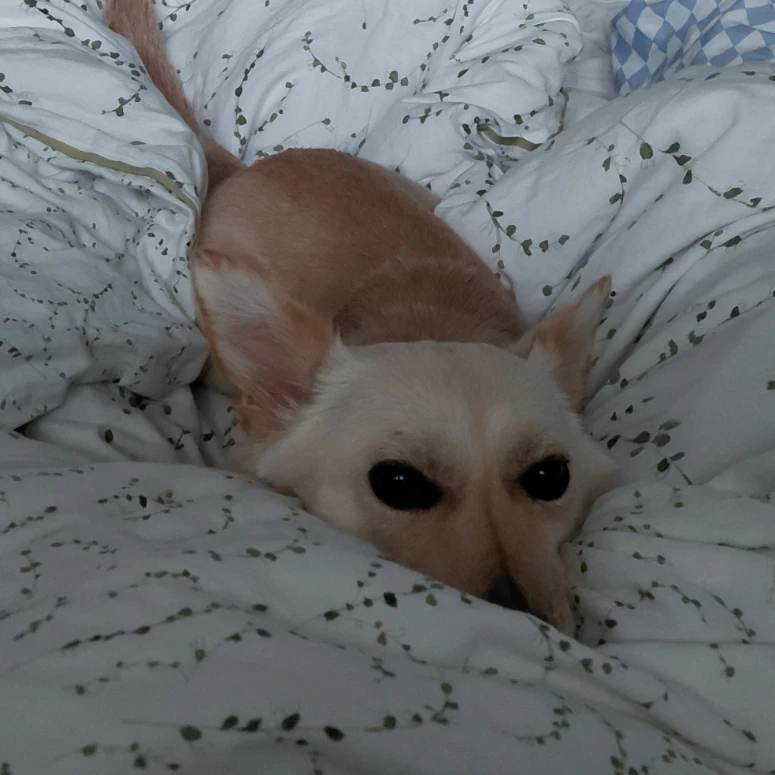 Lila