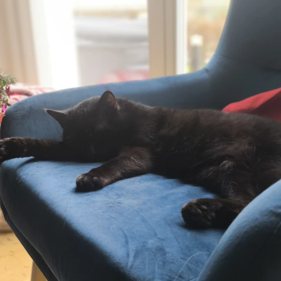 Blacky 