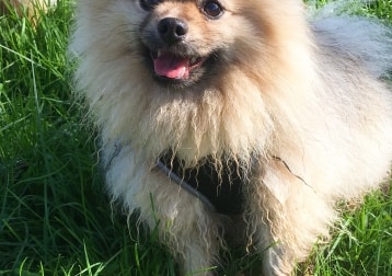 Harvey