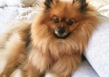 Darcie