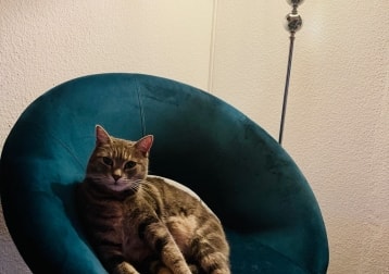 Simi