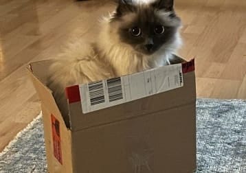 Lauri