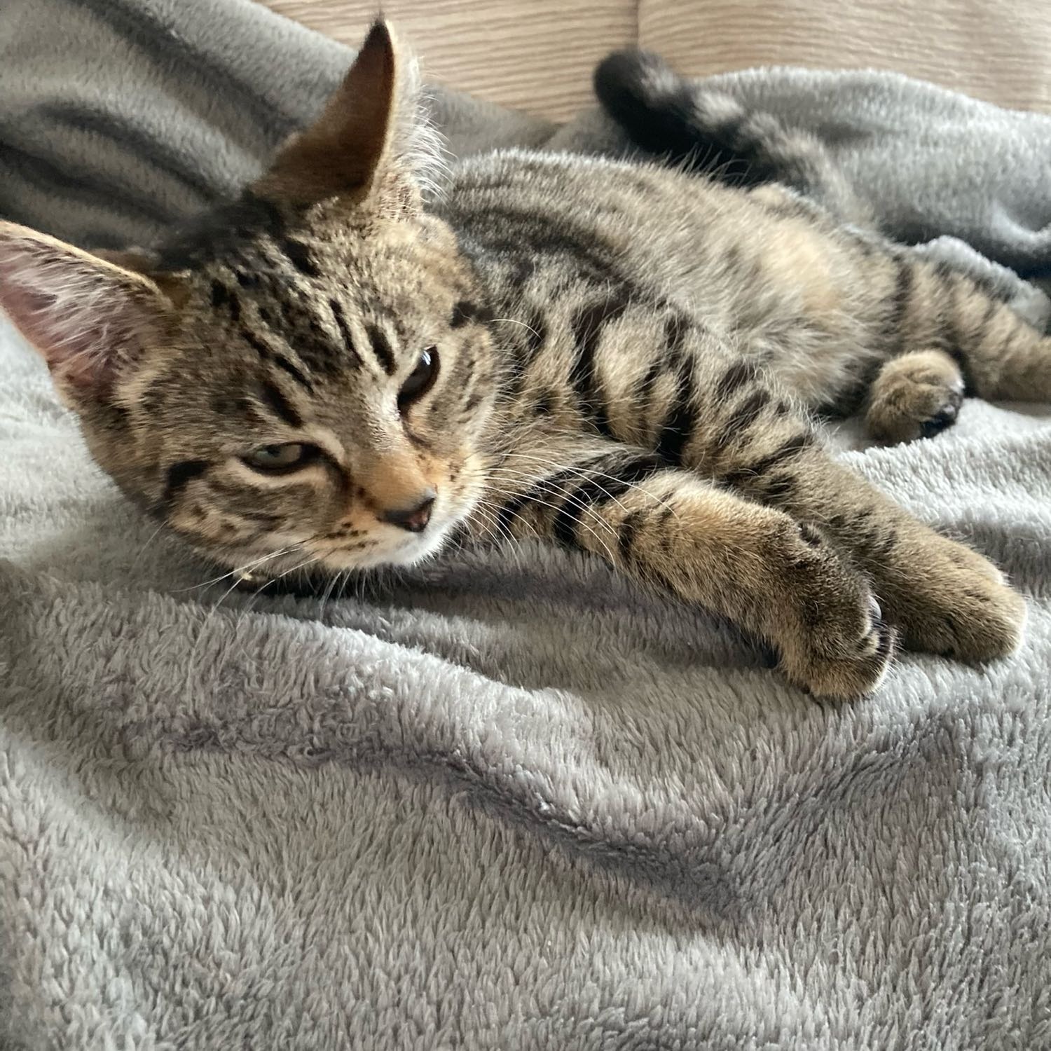 Willow