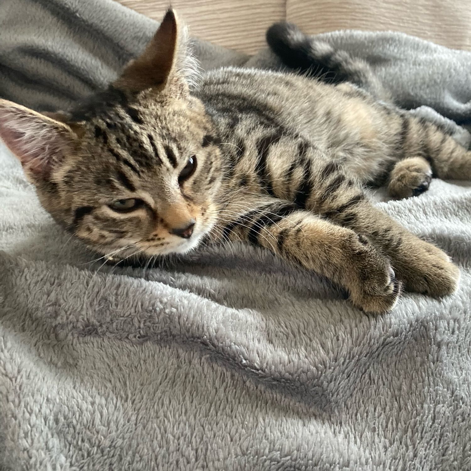 Willow