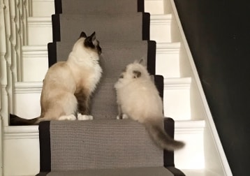 Peach, Pancake And Pringles