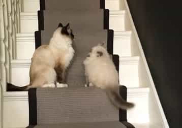 Peach, Pancake And Pringles