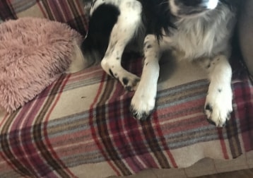 Watson