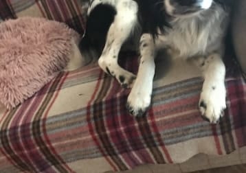 Watson
