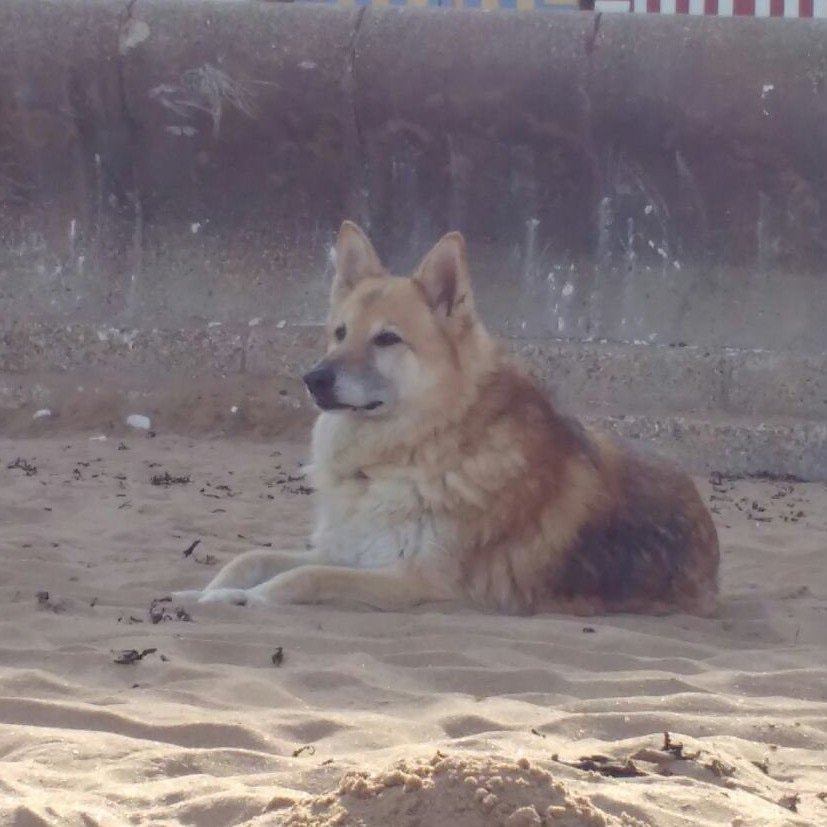 Therese (rescued 2006 - passed 2020)