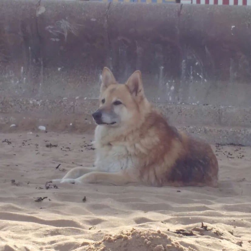 Therese (rescued 2006 - passed 2020)