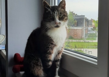 Fientje