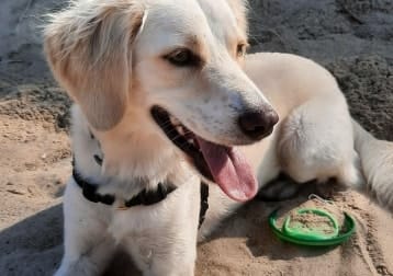 Bodhi