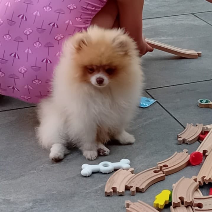 Koda