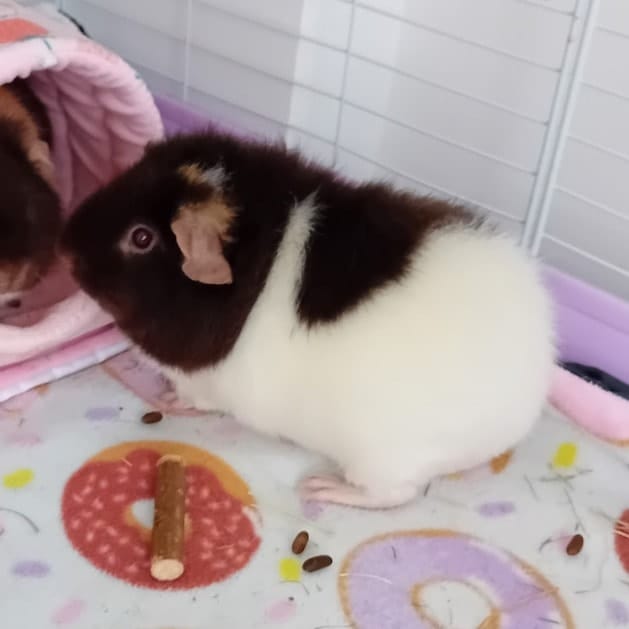Marshmallow