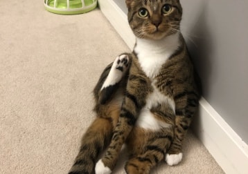 Bella