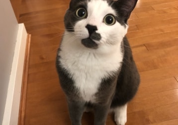 Gizmo