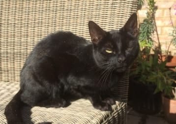 Kitty